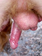Redheaded beauty decides to piss outdoors (close-ups)